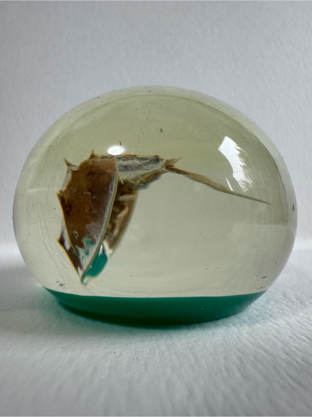 Horseshoe Crab Paperweight - Teal and Clear Acrylic/Resin Dome
